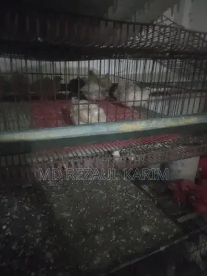 Quail Bird