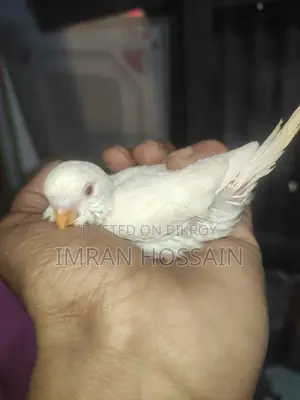 বাজারিকা পাখির বাচ্চা