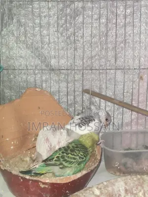 বাজারিকা পাখির বাচ্চা