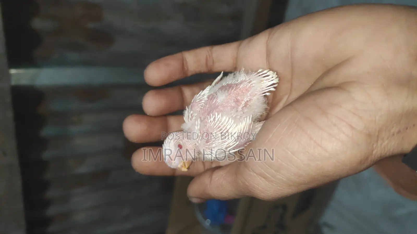 বাজারিকা পাখির বাচ্চা