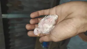 বাজারিকা পাখির বাচ্চা