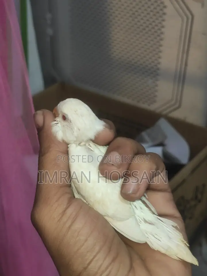 বাজারিকা পাখির বাচ্চা