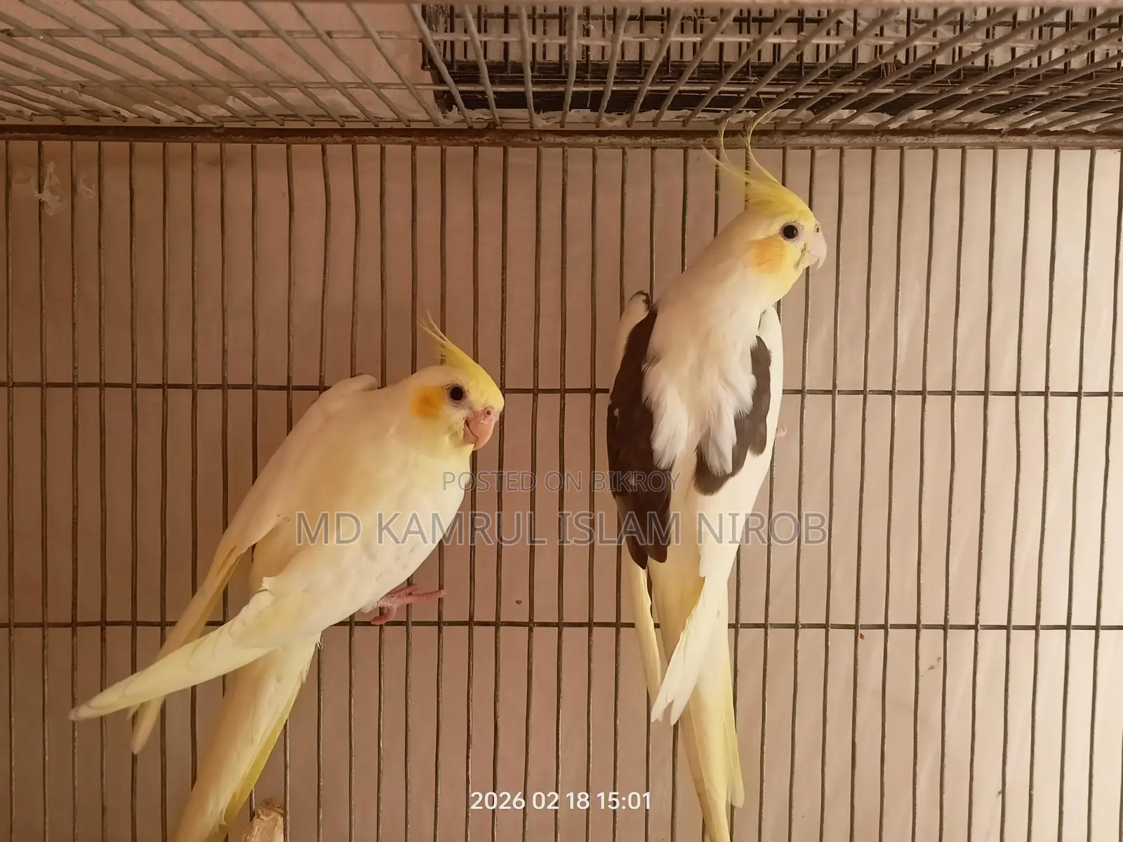 কোকাটেল রানিং পাখি