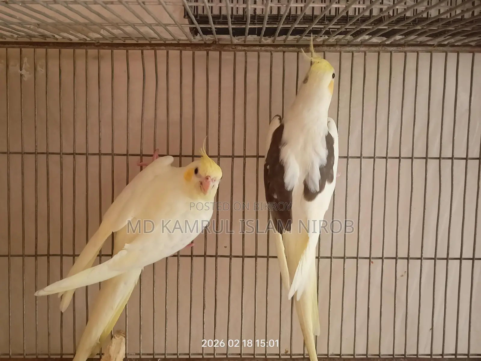 কোকাটেল রানিং পাখি
