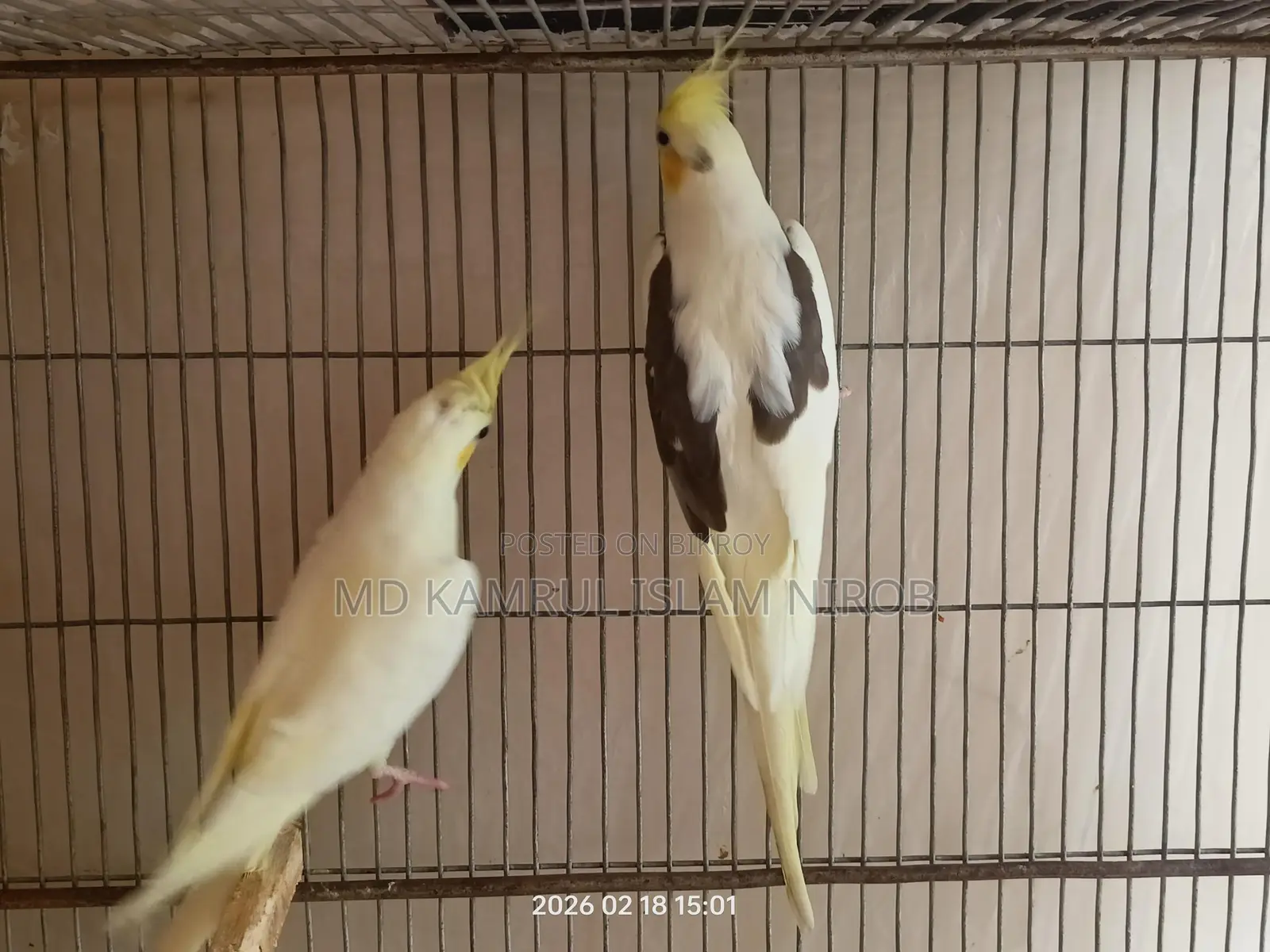 কোকাটেল রানিং পাখি