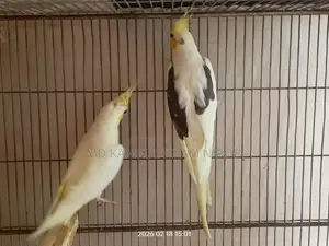 কোকাটেল রানিং পাখি