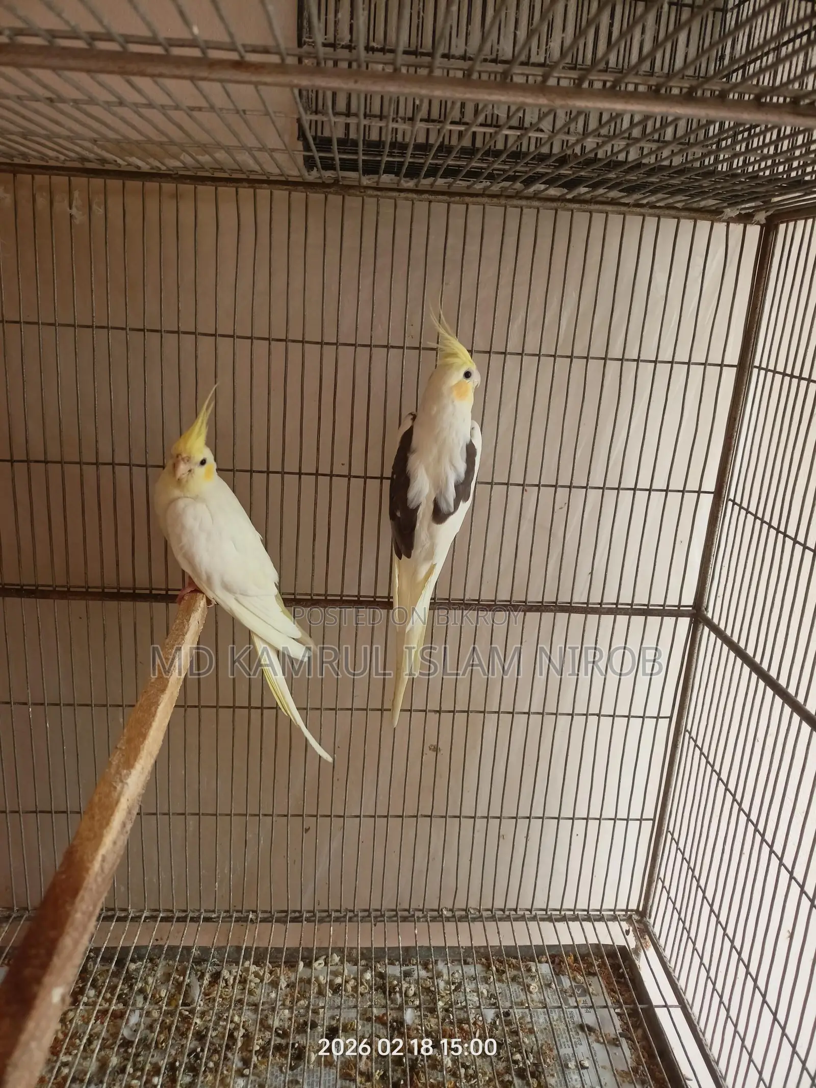 কোকাটেল রানিং পাখি