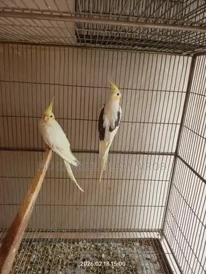 কোকাটেল রানিং পাখি