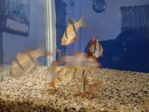 Tiger Barbs Aquarium Fish Big Size (10 Pis) Sell