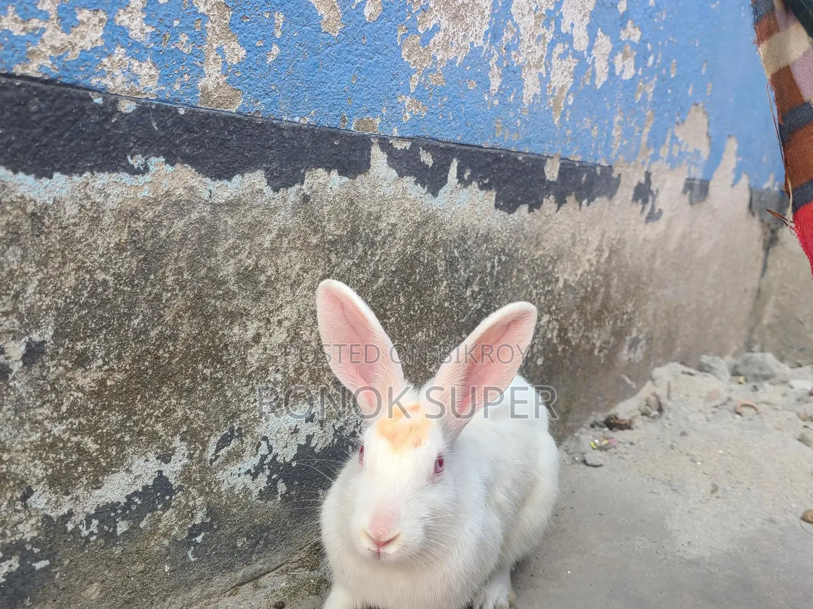 Rabbit for sale