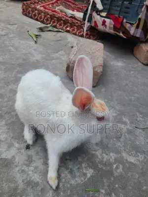 Rabbit for sale