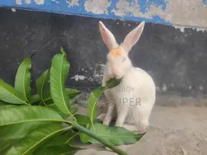 Rabbit for sale