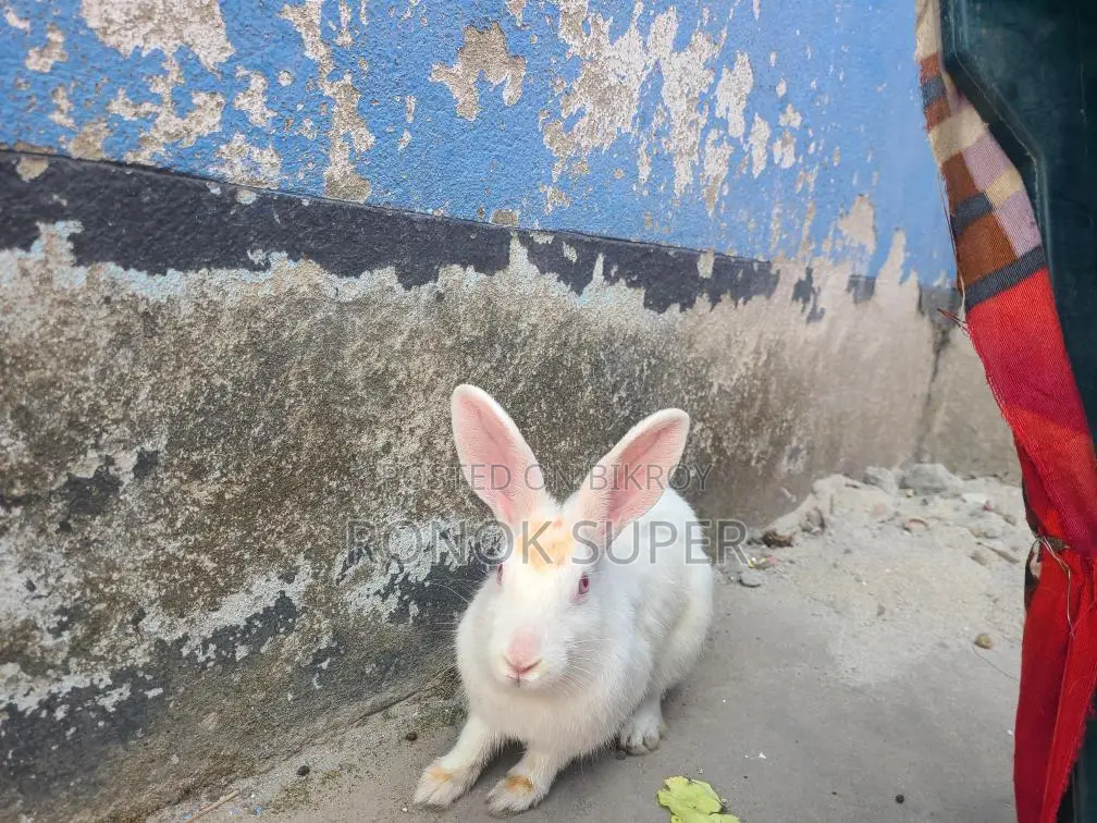 Rabbit for sale