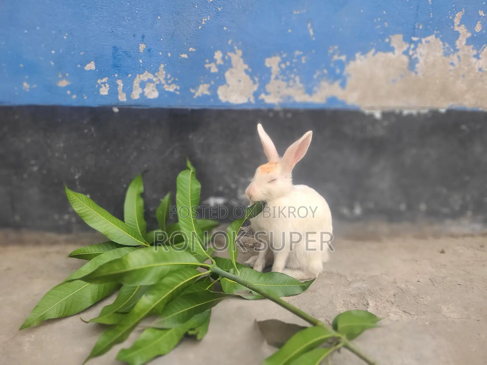 Rabbit for sale