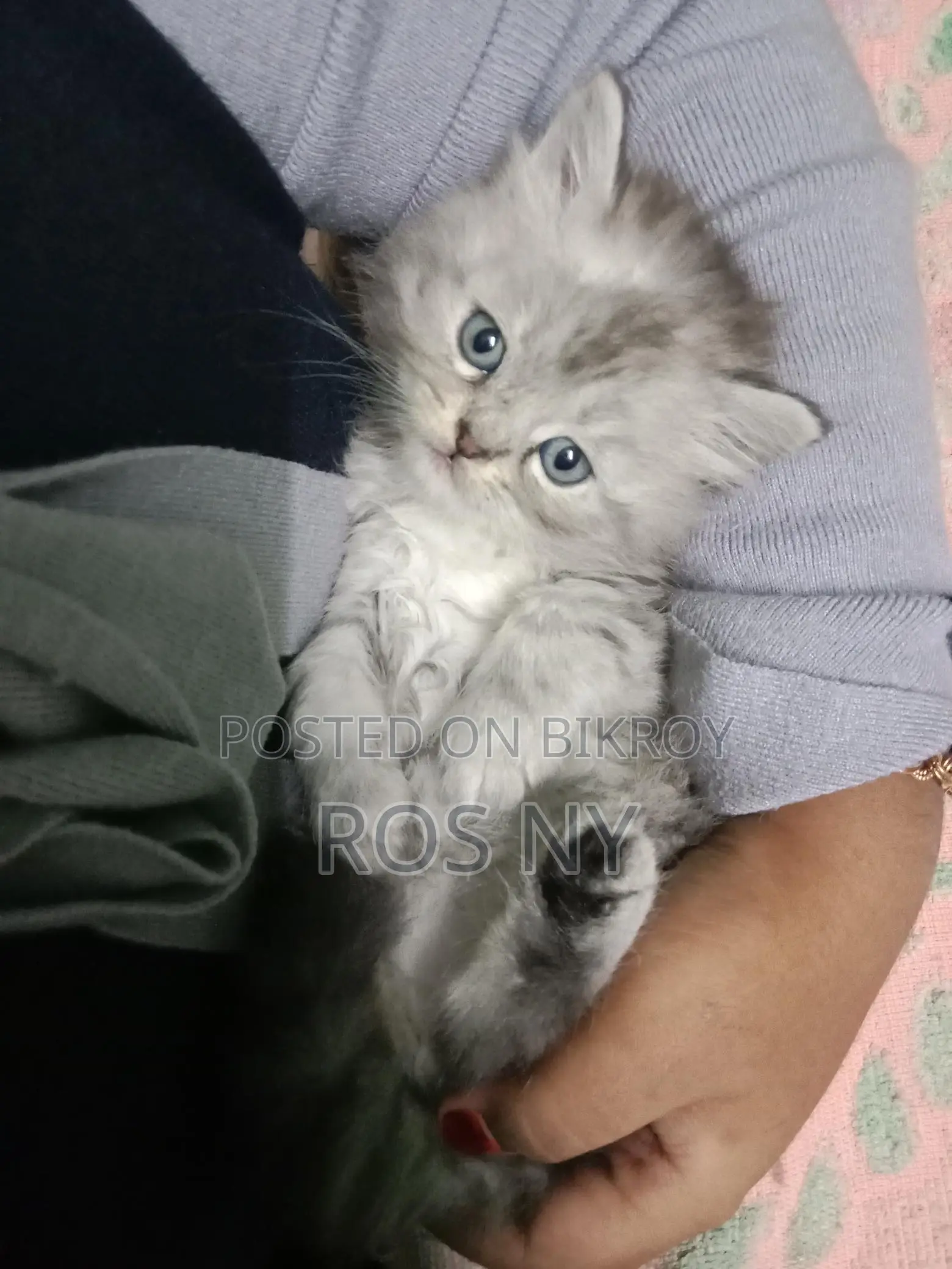 Super Active Traditional Persian