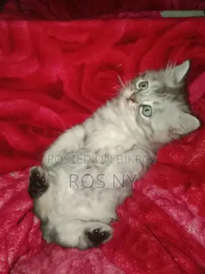 Super Active Traditional Persian