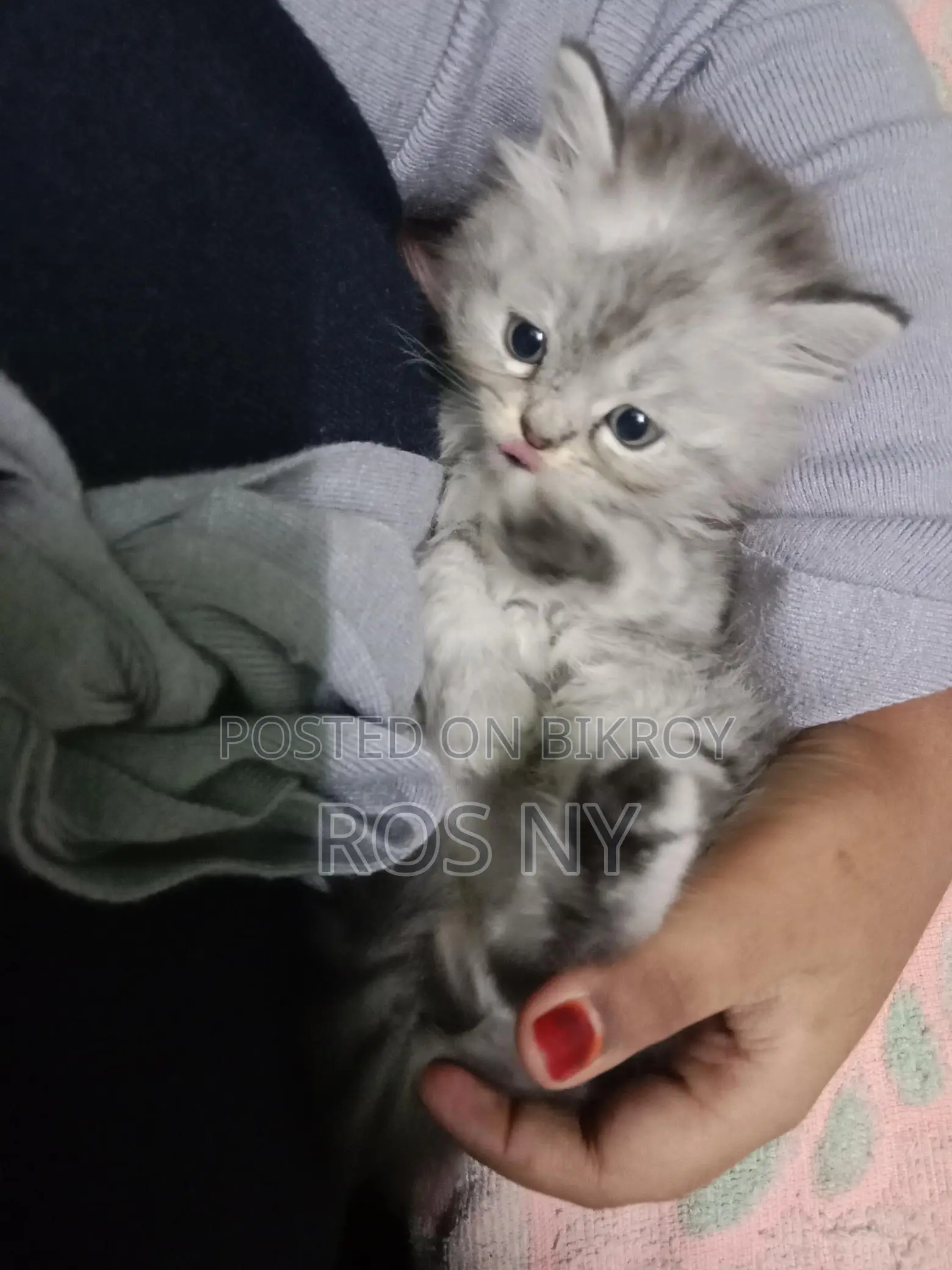 Super Active Traditional Persian