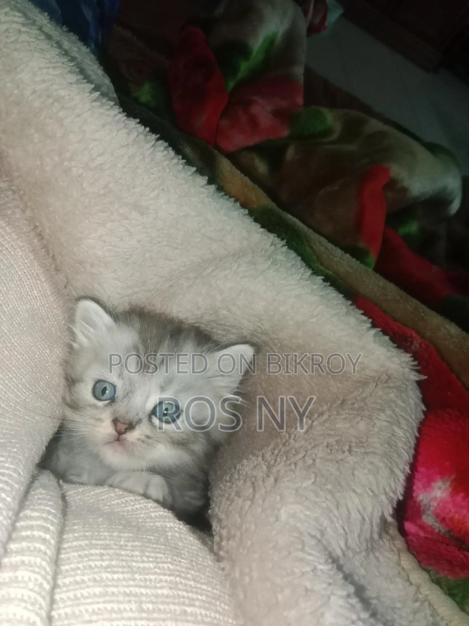Super Active Traditional Persian