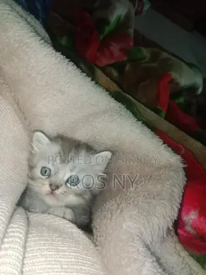 Super Active Traditional Persian