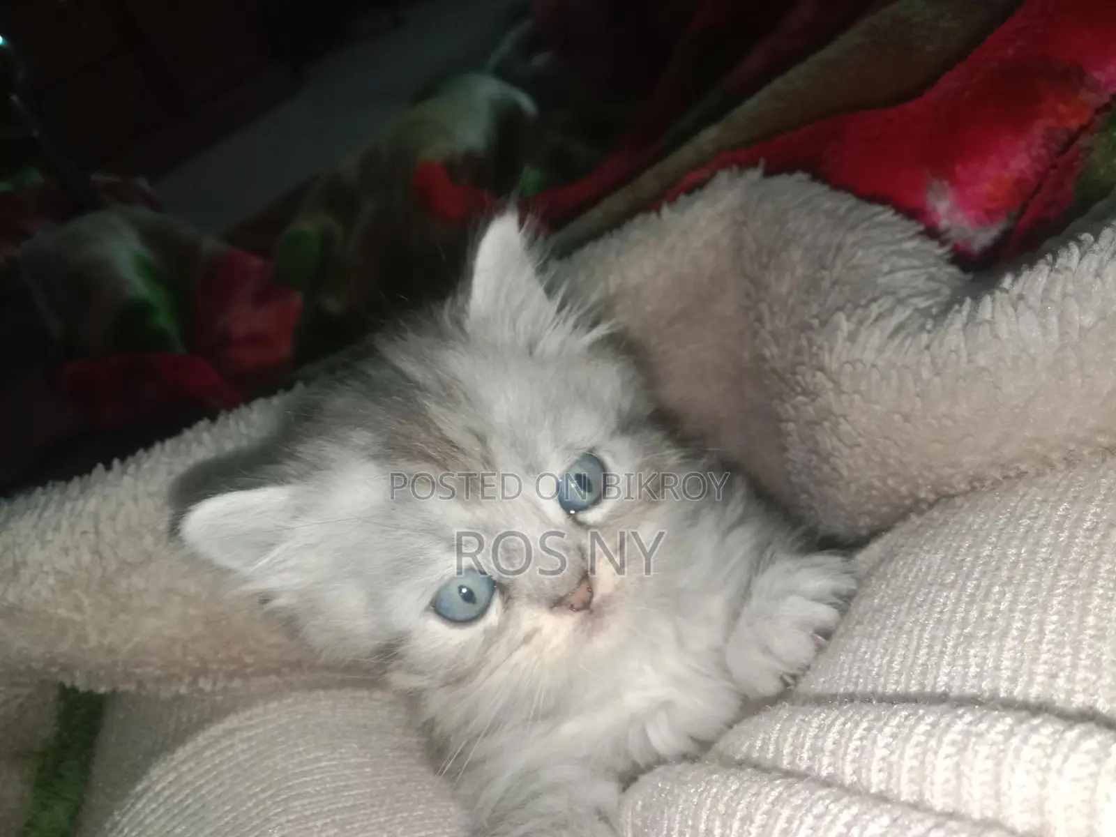Super Active Traditional Persian