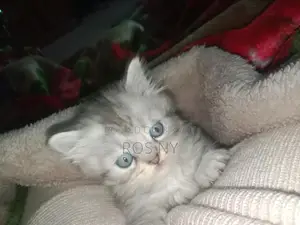 Super Active Traditional Persian