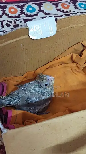 ককাটেল বেবি