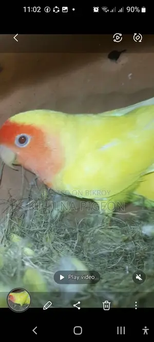 লাভ বার্ড