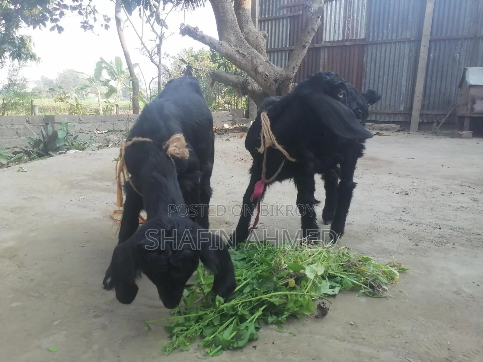 2 female goats for sale