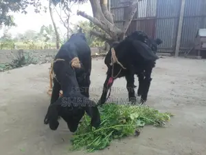 2 female goats for sale