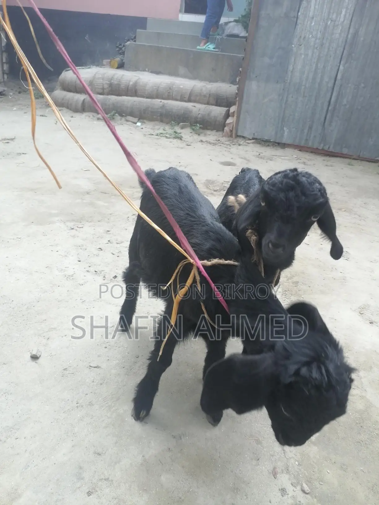 2 female goats for sale