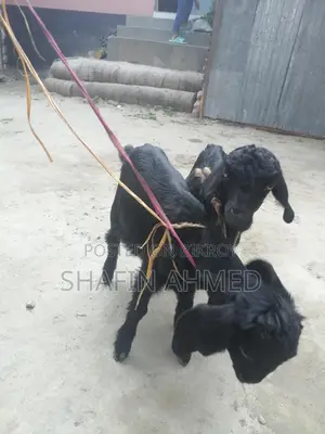 2 female goats for sale