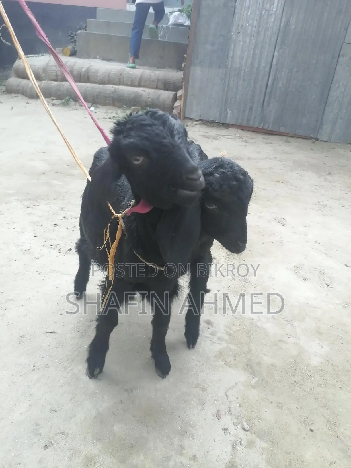 2 female goats for sale