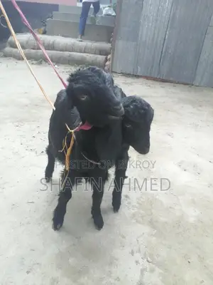 2 female goats for sale