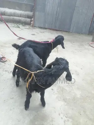 2 female goats for sale