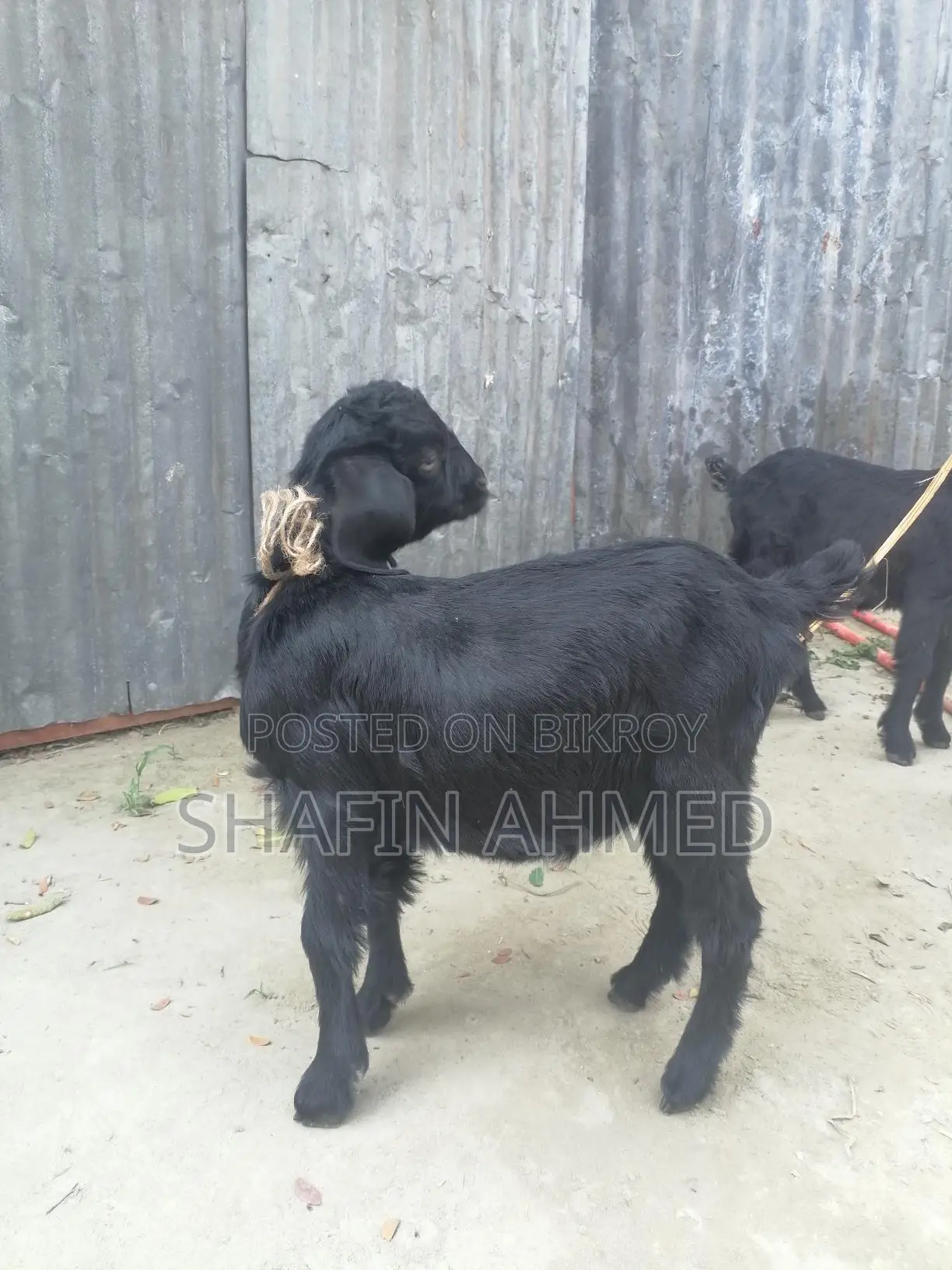 2 female goats for sale