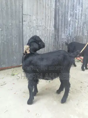 2 female goats for sale