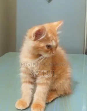 অরেঞ্জ পার্সিয়ান ক্যাট