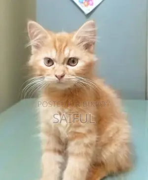 অরেঞ্জ পার্সিয়ান ক্যাট