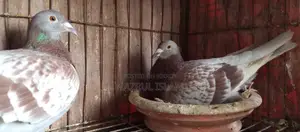 রানিং রেসার