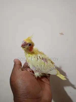 লুটিনো কোকাটুল