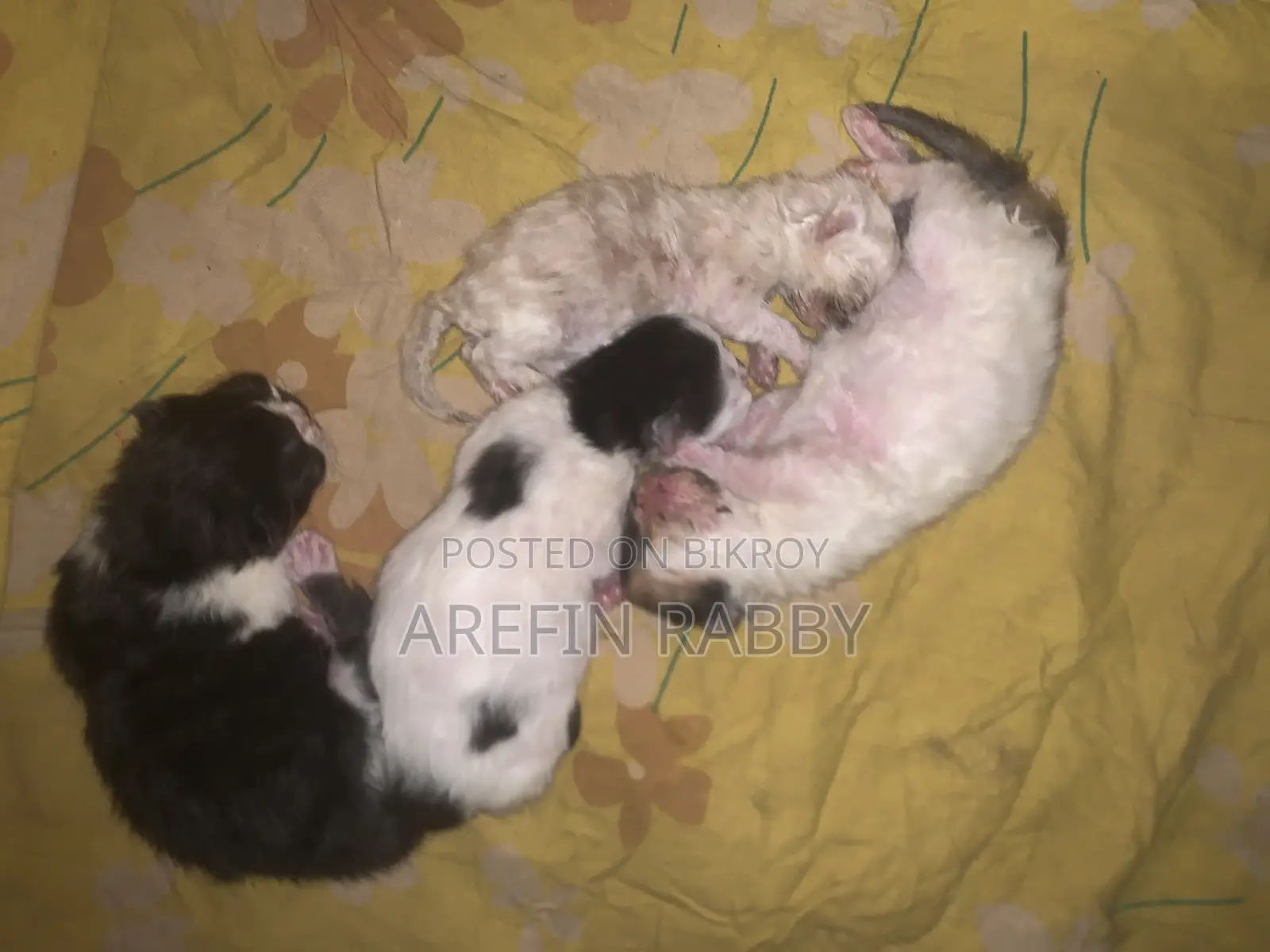 ৪টি বিড়ালছানা এবং ক্যালিকো মা বিড়াল