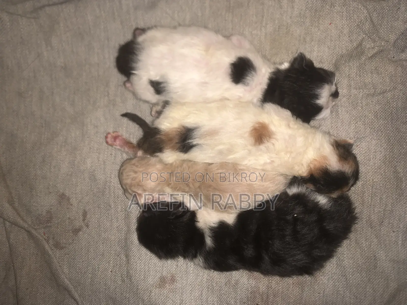 ৪টি বিড়ালছানা এবং ক্যালিকো মা বিড়াল