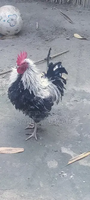 ফ্রিজেল মোরগ