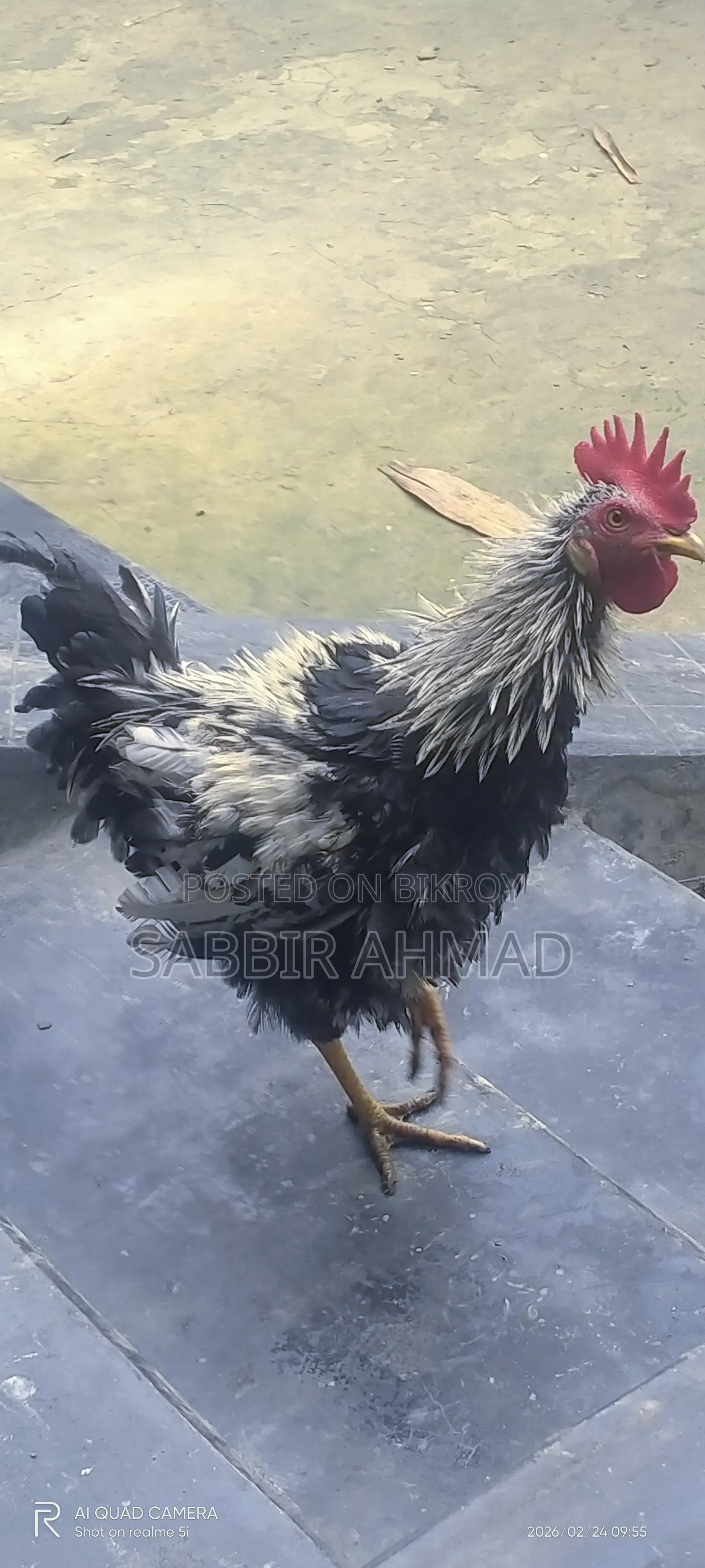 ফ্রিজেল মোরগ