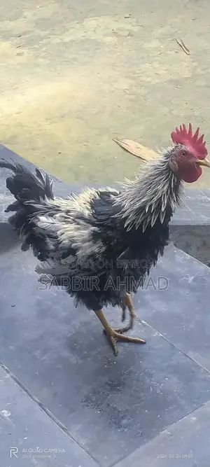 ফ্রিজেল মোরগ