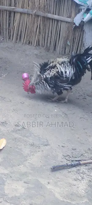 ফ্রিজেল মোরগ