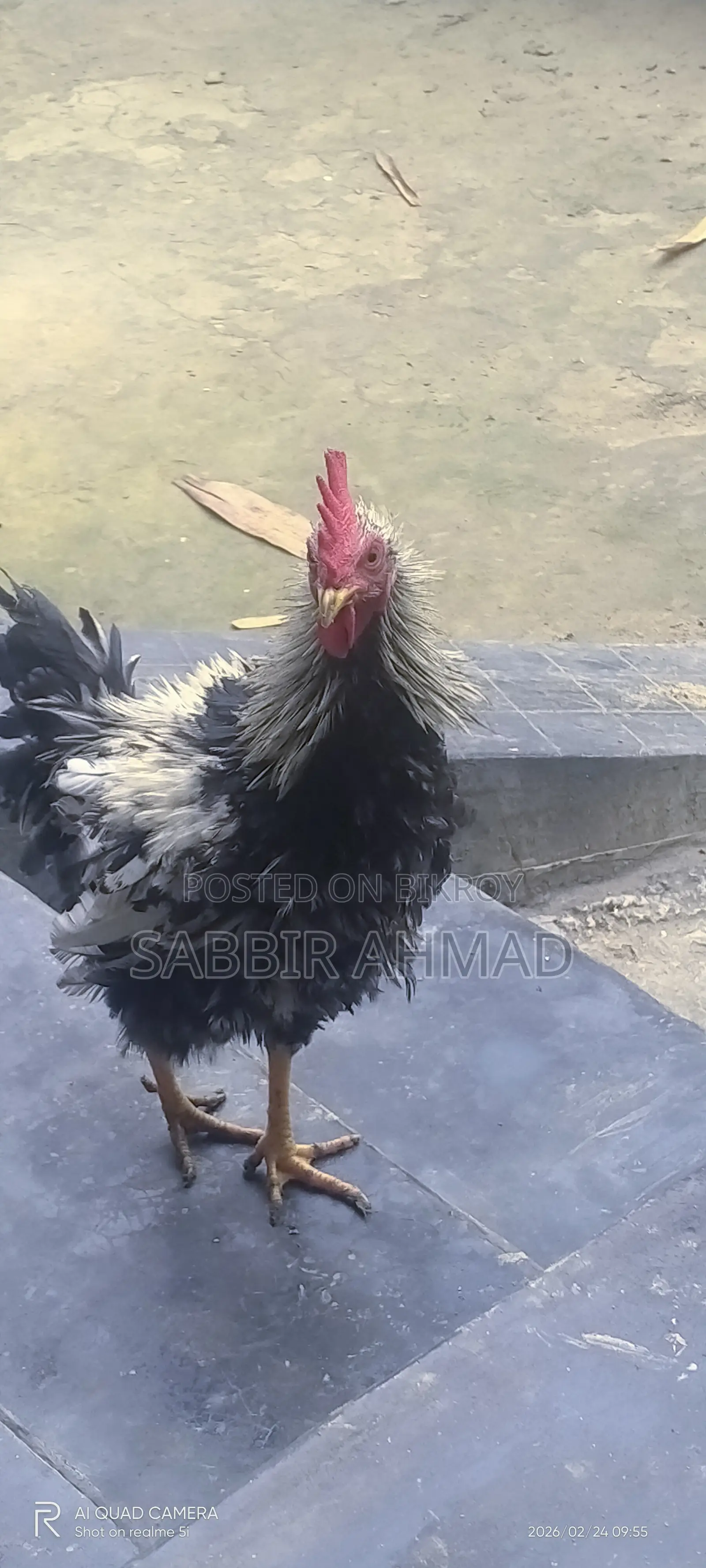 ফ্রিজেল মোরগ