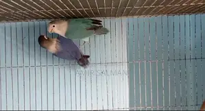 Love Birds