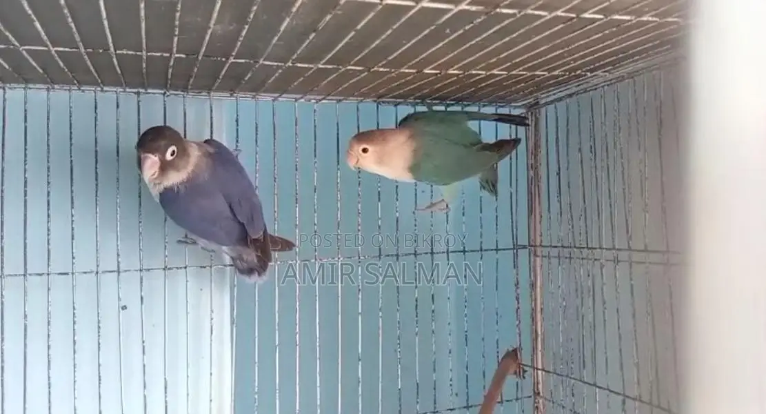 Love Birds