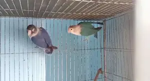 Love Birds